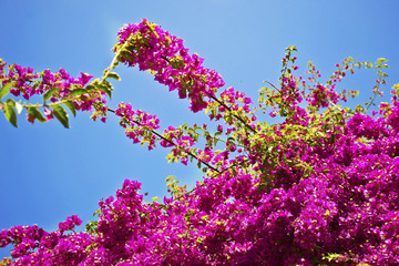 Obraz na płótnie Canvas pink bougainvillea flowers