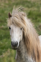 Obraz premium Icelandic horse, Iceland