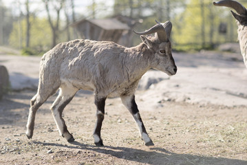 Portrait of a mountain goat in the nature. Mountain goes on the sand. 