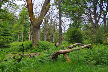 Urwald Sababurg - ancient forest of Sababurg
