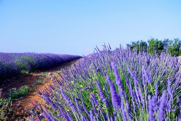 Fototapeta na wymiar lavender bush in the foreground in Provence