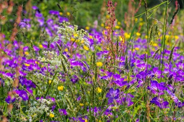 Fototapeta premium Bergwiesen - spring flower meadows in mountains
