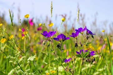 Bergwiesen - spring flower meadows in mountains