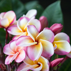 Plumeria flower in full bloom
