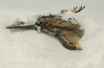 Dead frozen sparrow on white snow background.