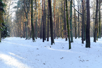 Forest road in winter with snow