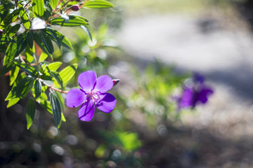 Melastoma malabathricum Violet Flower