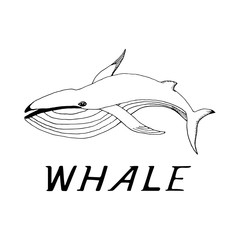 hand draw a whale 