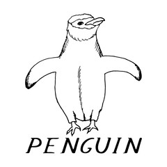 hand draw a penguin-style sketch 