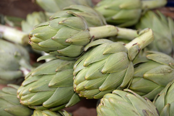 Fototapeta premium Artischocken