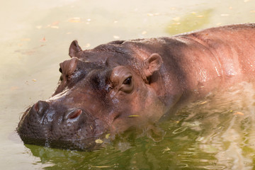 Hippopotamus relax in the water.