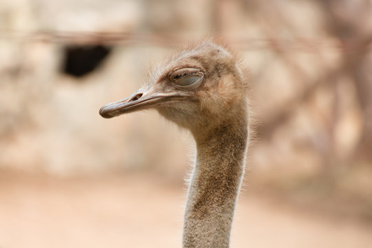 Ostrich head and neck.