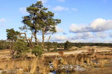 Fototapete Het Rozendaalseveld bij Velp, Gelderland © John Hofboer