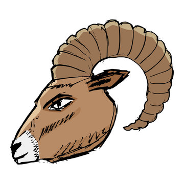 mountain goat, illustration of wildlife, zoo, wildlife, animal o