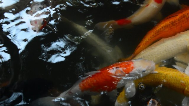 Koi fish swiming in the pond