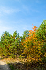 Fototapeta na wymiar Forest lane in autumn colors