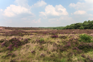 De heide en zandverstuiving van het Rozendaalse veld bij Annhem