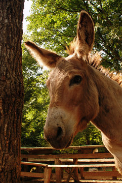 Close up donkey
