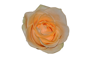 Pink rose bud isolated on white background