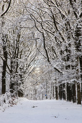 Winter op het Rozendaalse veld bij Arbhem