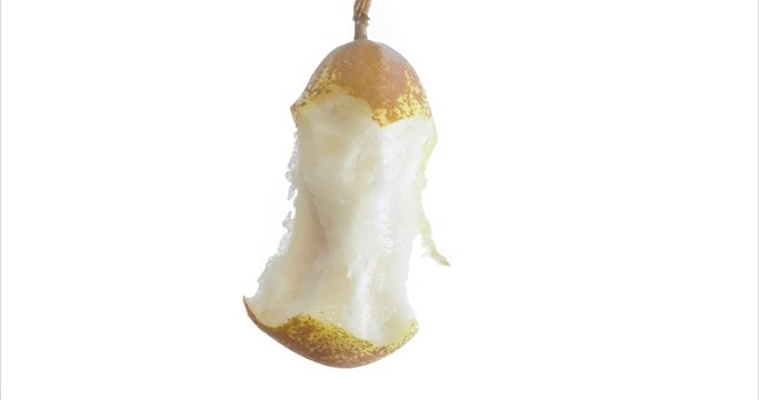Auferstehung- ein Birnengriebs wird wieder zur Birne-Stop-Motion-Video
