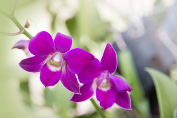 Beautiful orchid flowers in the garden