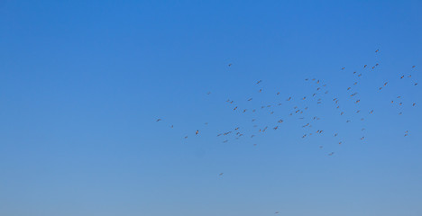 bird swarm on blue sky background