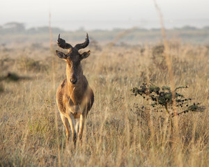 Hartebeest in Kenya
