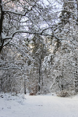 Winter op het Rozendaalse veld bij Arbhem