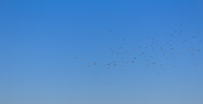bird swarm on blue sky background
