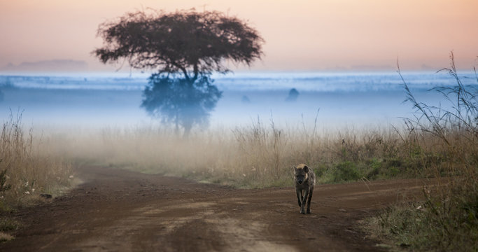 Hyena in pre dawn hours in Kenya