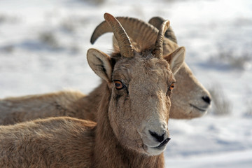 Bighorn Mountain Sheep outside Jackson Hole WY