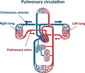 Pulmonary circulation