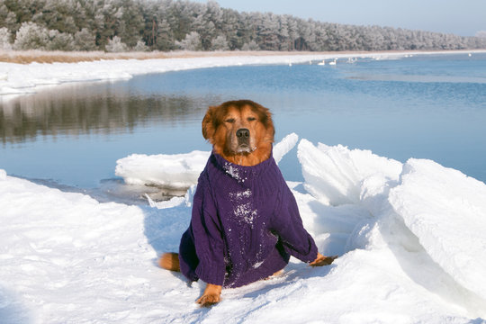 Hund mit Pullover sitzt im Schnee