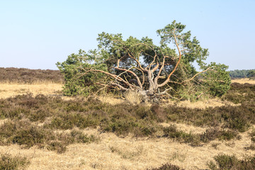 De heide en zandverstuiving van het Rozendaalse veld bij Annhem