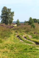 Fototapeta premium De heide en zandverstuiving van het Rozendaalse veld bij Annhem