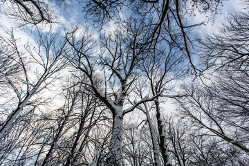Winter trees
