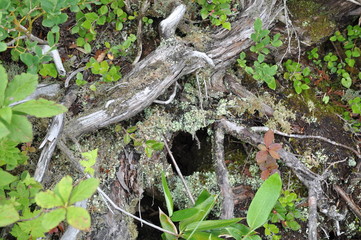森　長野　ブナの森