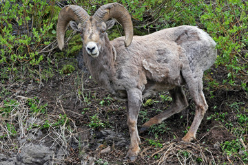 Bighorn Sheep in Yellowstone National Park in Wyoming USA