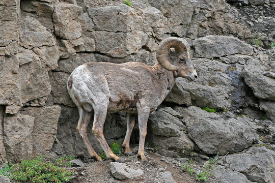 Bighorn Sheep in western United States