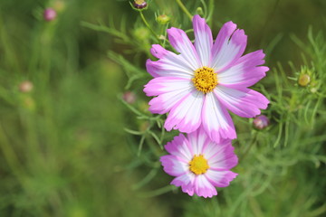 Obraz premium コスモス畑