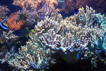 Fototapeta na wymiar coral sea background