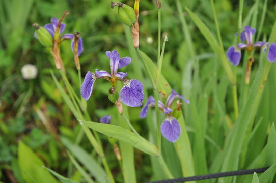 菖蒲　あやめ　紫の花　湿地