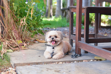 dog animal cute pet background home puppy green one young