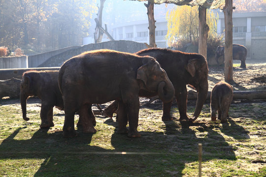 nice elephant family