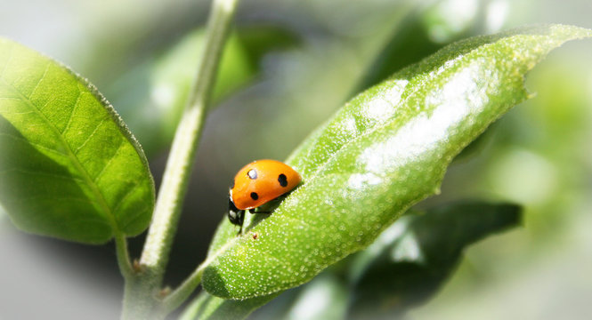 Ladybug Stock Photo