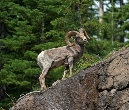 Bighorn Sheep In Yellowstone National Park In Wyoming USA