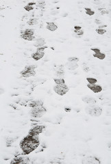 footsteps in the snow