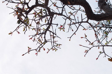 Beautiful branch of a tree in winter