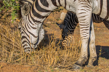 Baby zebra with het mother